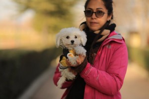 maltese terrier