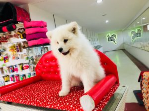 Samoyed 