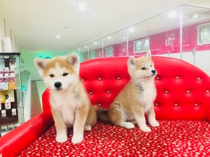 akita inu