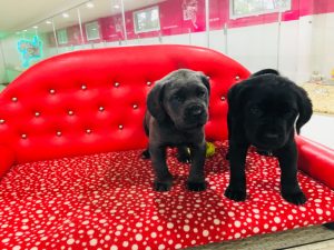 cane corso