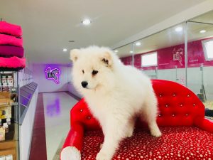 Samoyed 