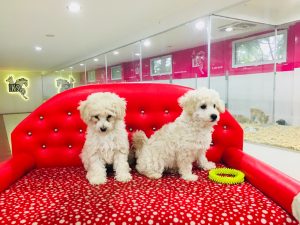 toy poodle