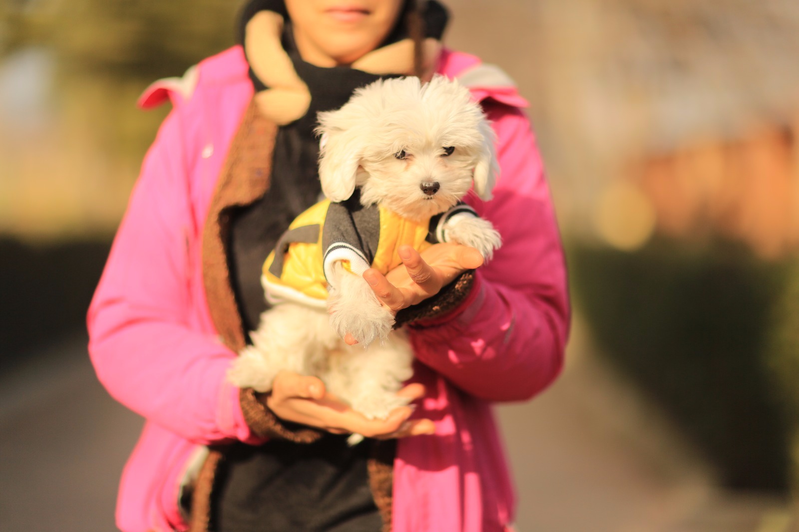 maltese terrier