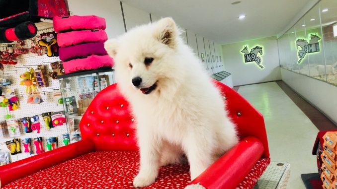 Samoyed