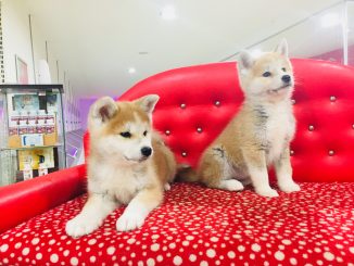 akita inu