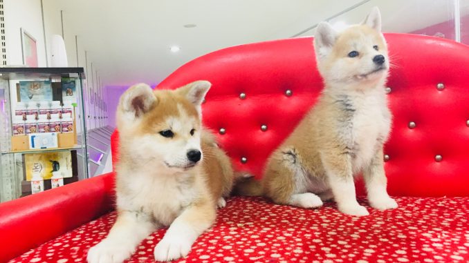 akita inu