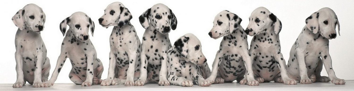 cropped-Animals_Dogs_Puppies_spotted_dogs_030135_.jpg